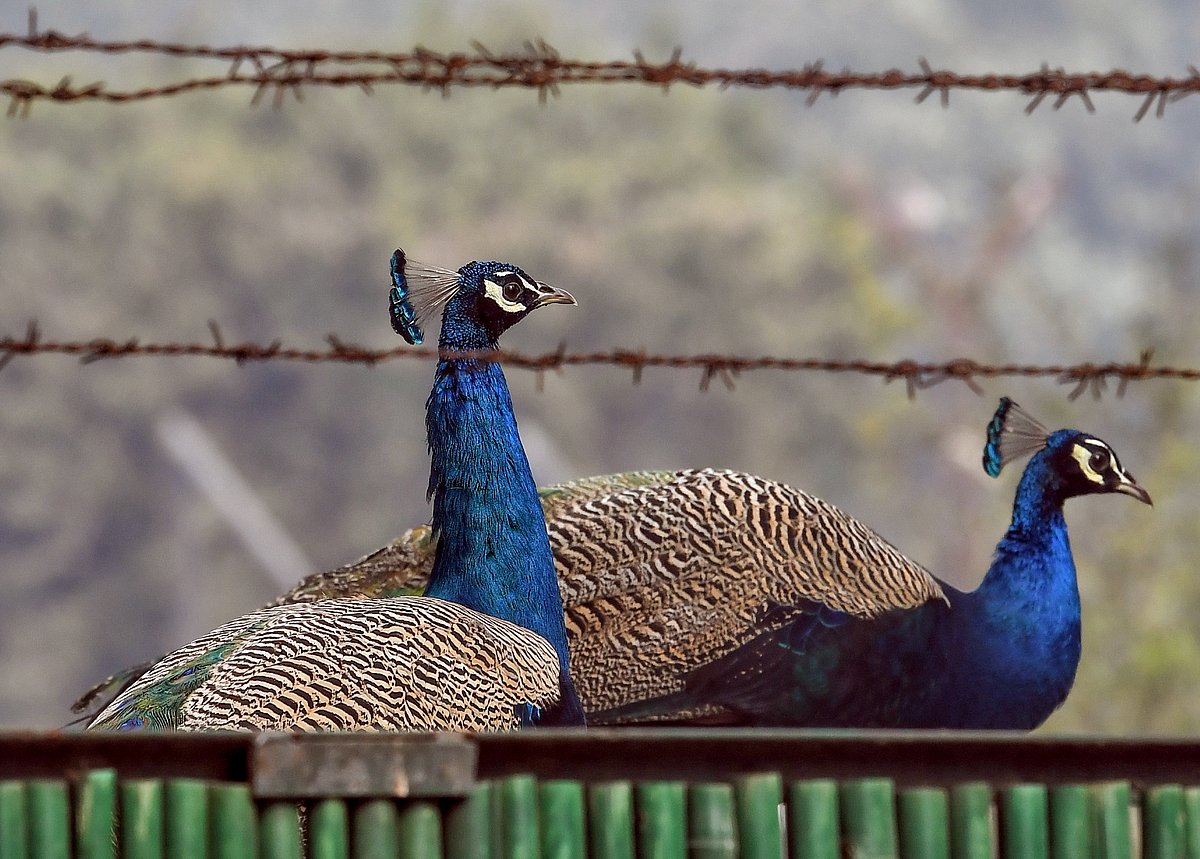 கானமயிலாட மாற்றுவோம் சூழலை!