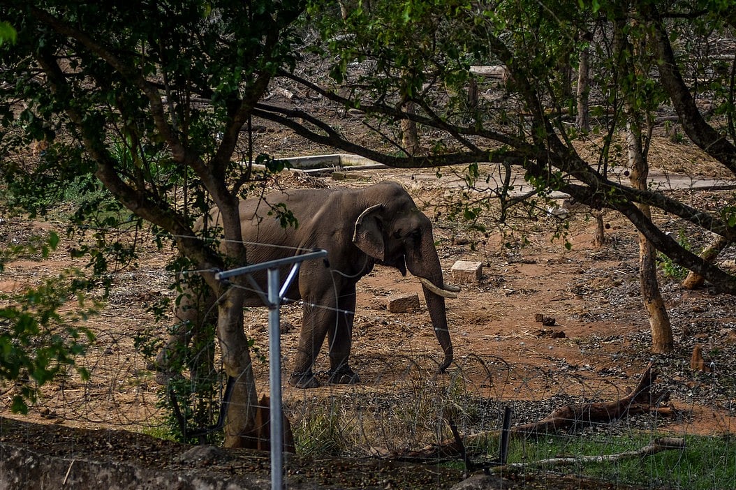 வனமின்றி அமையாது உலகு