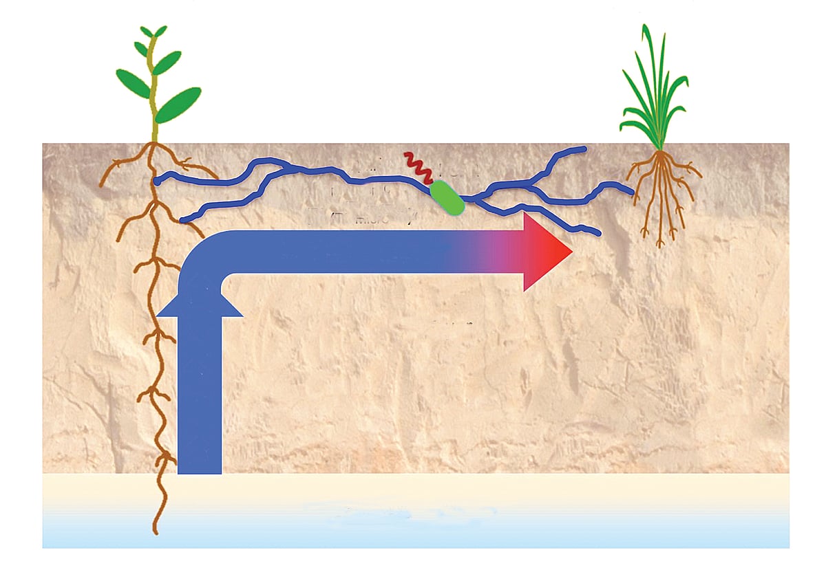 ஒன்றுக்கொன்று உதவும் தாவரங்கள்!