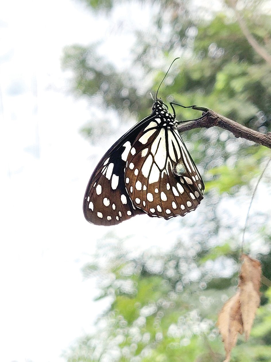 வாழ்க்கைக்கு தேவை வண்ணத்துப் பூச்சிகள்!