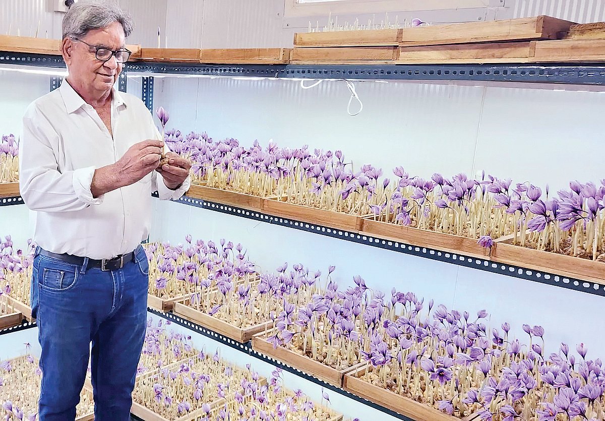 பிரபலமாகும்  குங்குமப் பூ  விவசாயம்...!