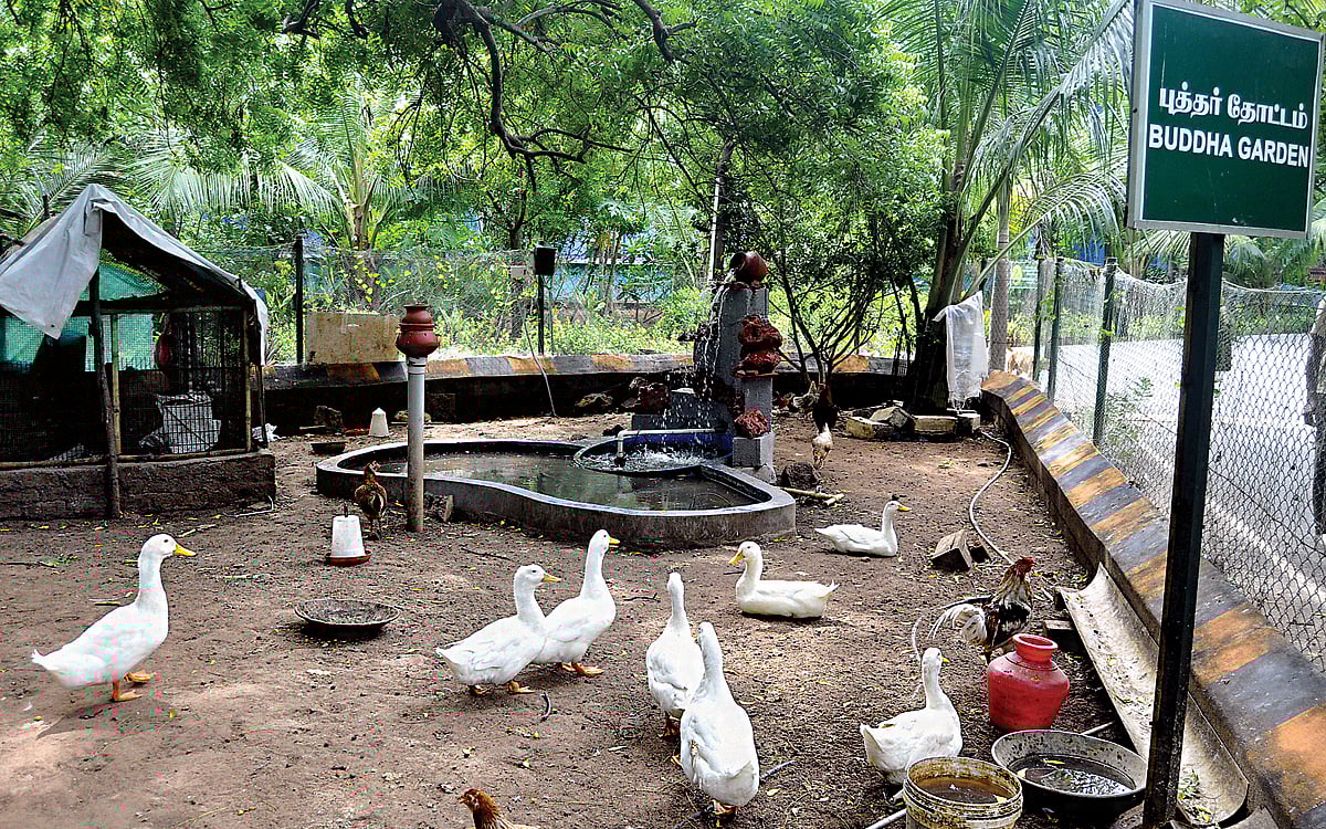 வனமான அரசுக் கல்லூரி வளாகம்!