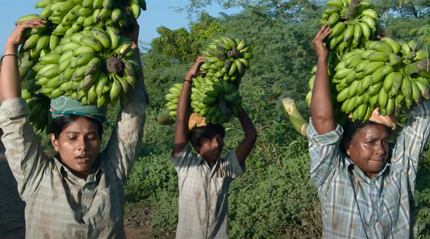 உண்மை சம்பவத்தின் சில பக்கங்கள்... வாழை - திரை விமர்சனம்!