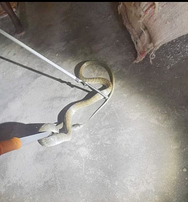 உழவா்சந்தையில் புகுந்த 6 அடி நீள சாரைப் பாம்பு