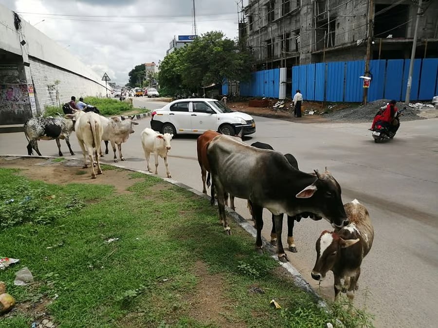 மேய்ச்சல் நிலங்களைக் காத்தல் வேண்டும்