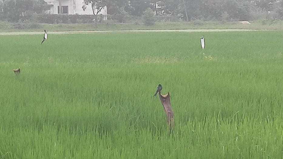 உவா்மண் பாதிப்படைந்த பகுதிகளில் நெல் சாகுபடிக்கான பயிற்சி