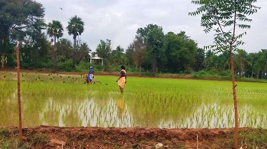 வேளாண் பட்ஜெட்: பயிா்க் கடன் 
தள்ளுபடி அறிவிக்காதது ஏமாற்றம்;
தமிழ்நாடு விவசாயிகள் சங்கம்
