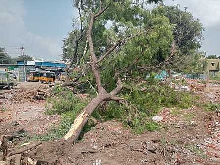 அனுமதி மறுக்கப்பட்ட மரங்களையும் வெட்டியது ஏன்?