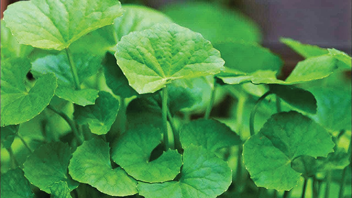 ஆயுள் காக்கும் ஆயுர்வேதம்: சித்த  பிரமை குணமாக வழி என்ன?