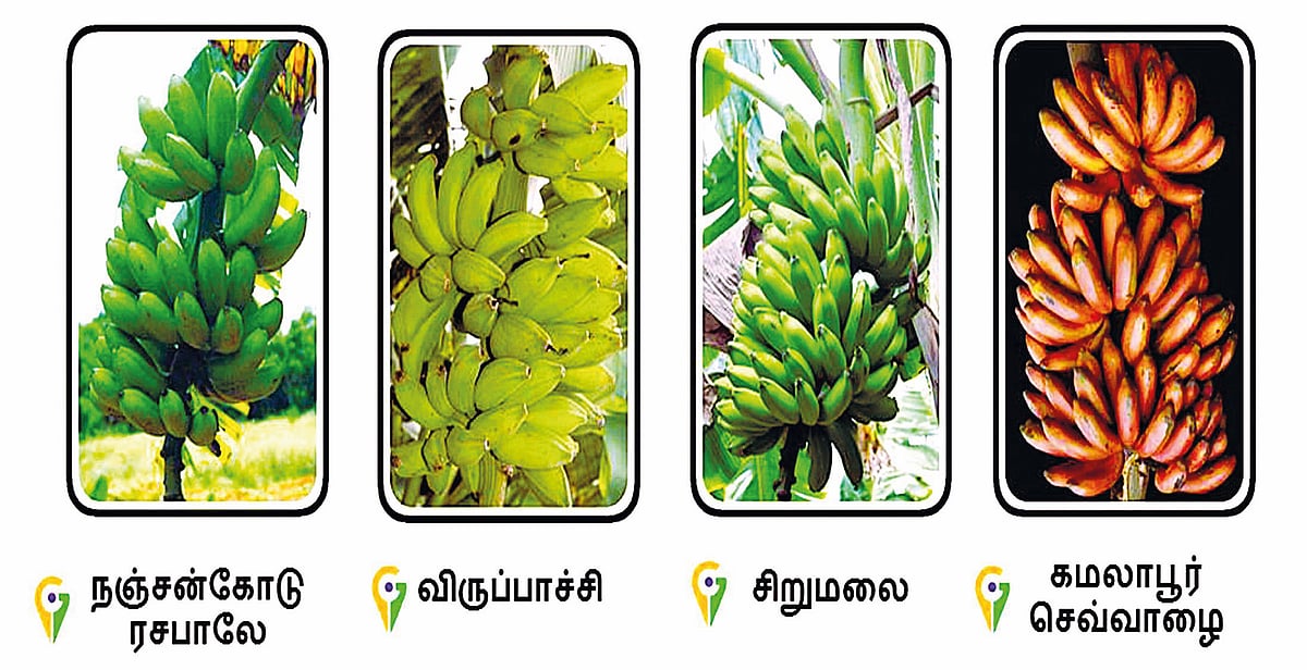 8 வாழை ரகங்களுக்கு புவிசார் குறியீடு!