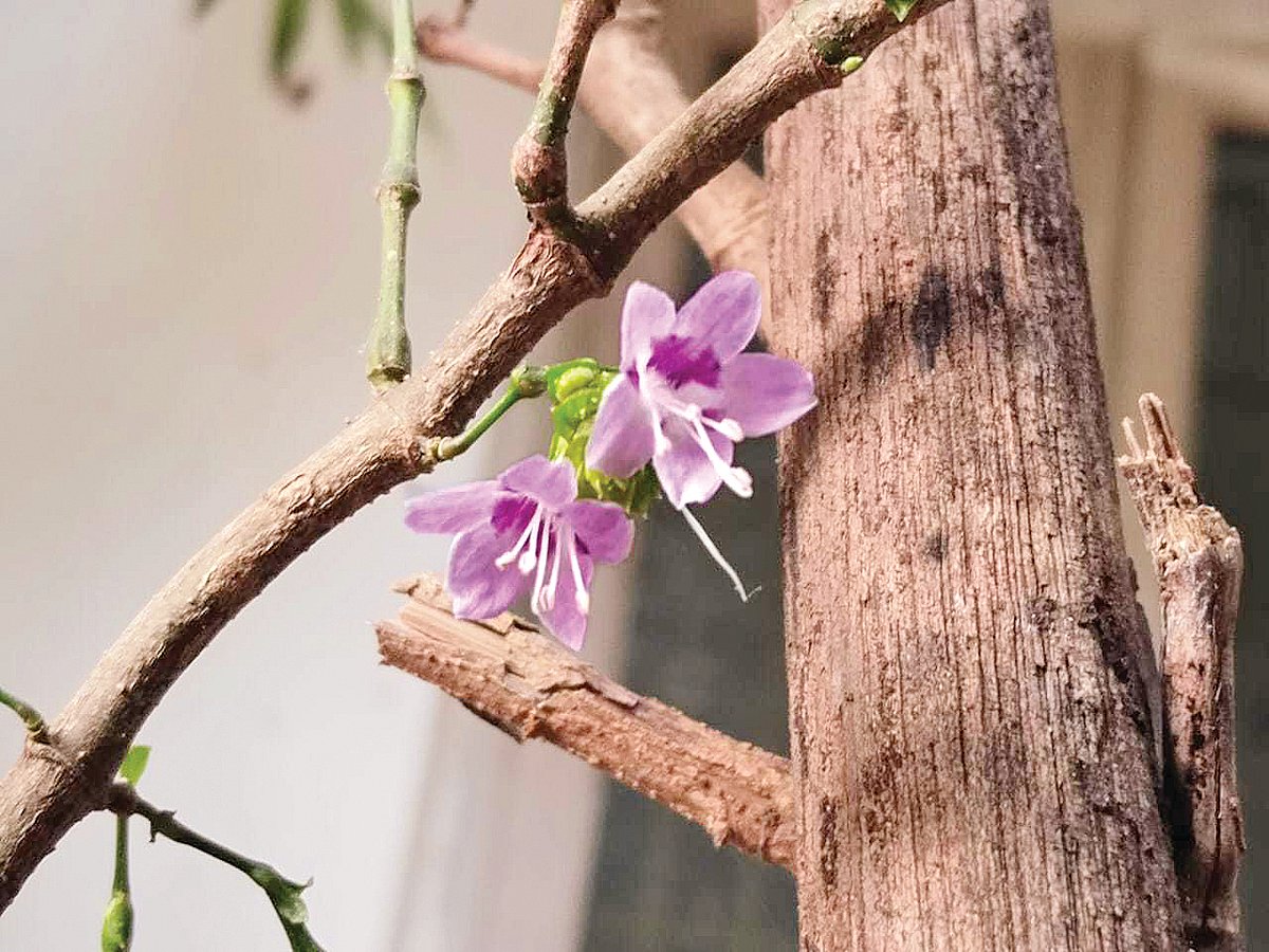 மலரே..  குறிஞ்சி மலரே..!