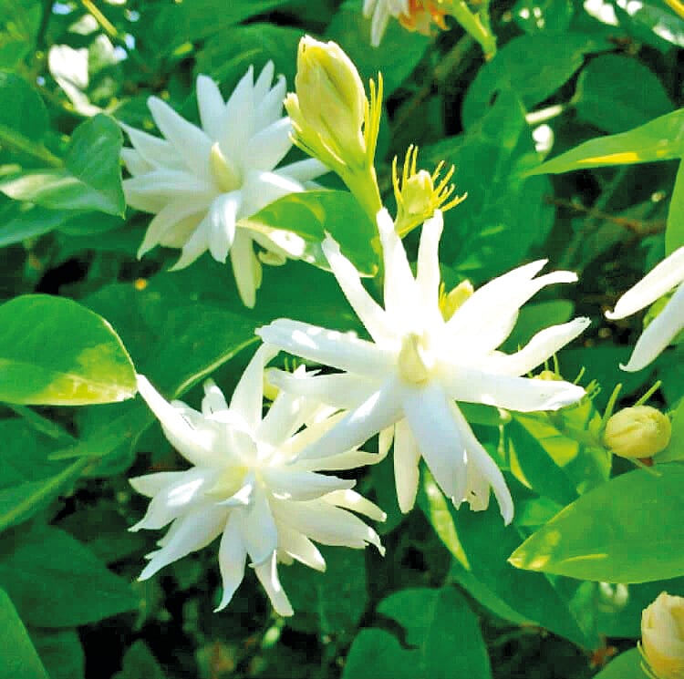 ஹபூக்கும் நேரம்...