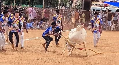 மானாமதுரை அருகே 
வடமாடு மஞ்சுவிரட்டு!