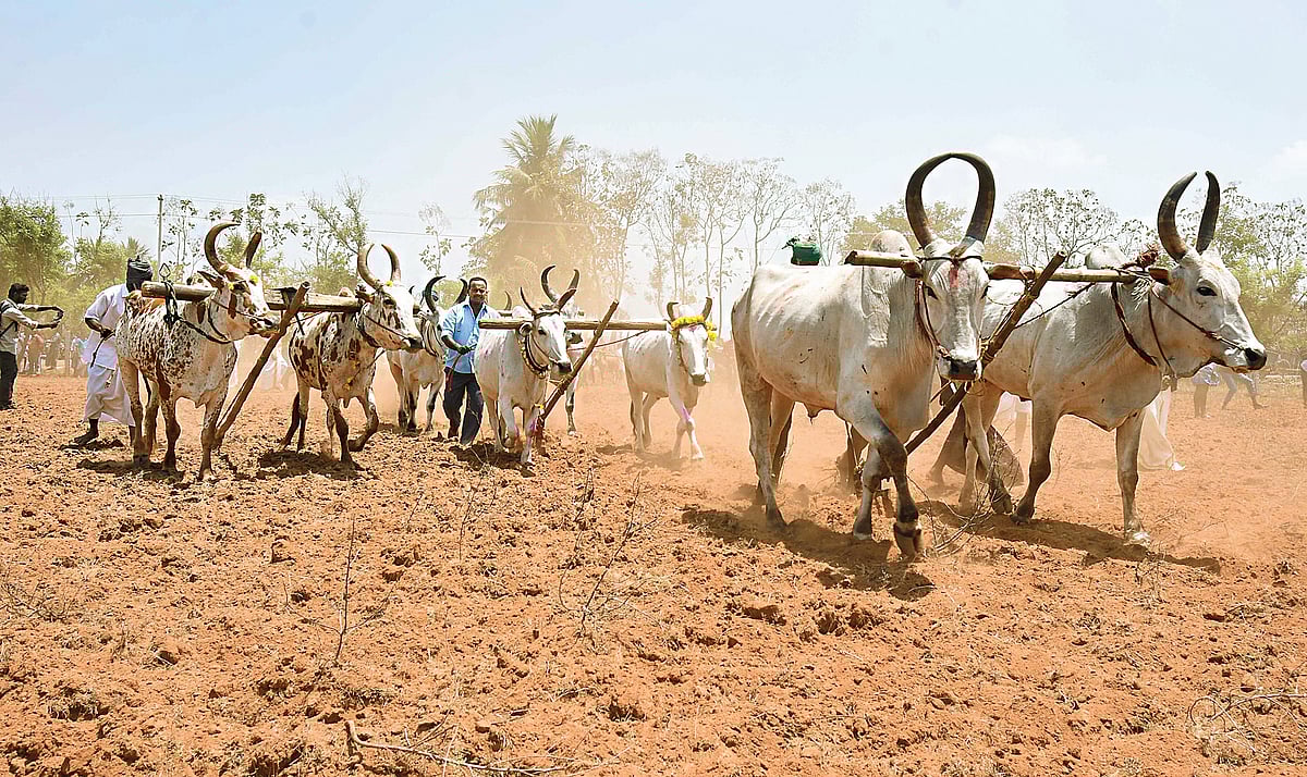தொடரும் பொன்னேர் பண்பாடு