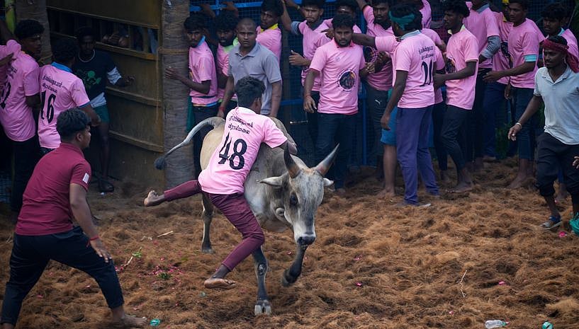 மதுரை அவனியாபுரத்தில் இன்று ஜல்லிக்கட்டு 