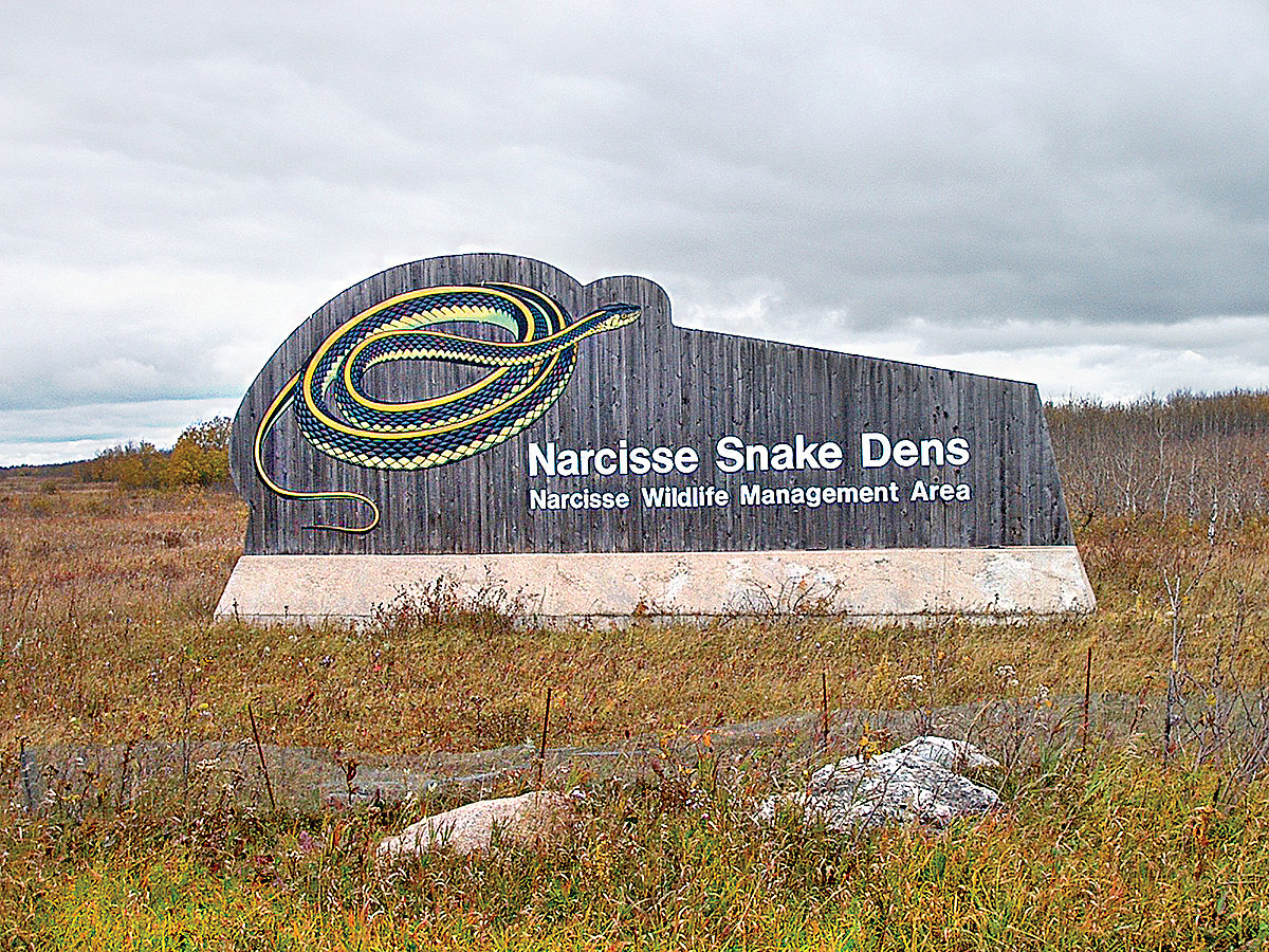 ஒன்றரை லட்சம் பாம்புகள்..