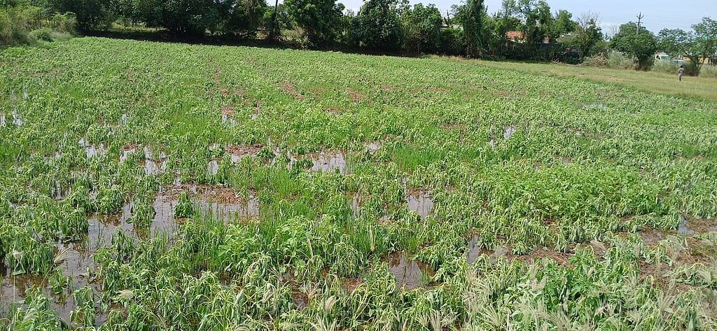 எள் விதைப் பண்ணை அமைத்து 
மகசூல், வருமானம் பெருக்க அழைப்பு