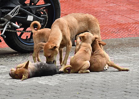 உ.பி.: வலுகட்டாயமாக நாயை மது குடிக்கவைத்த நபர் கைது  