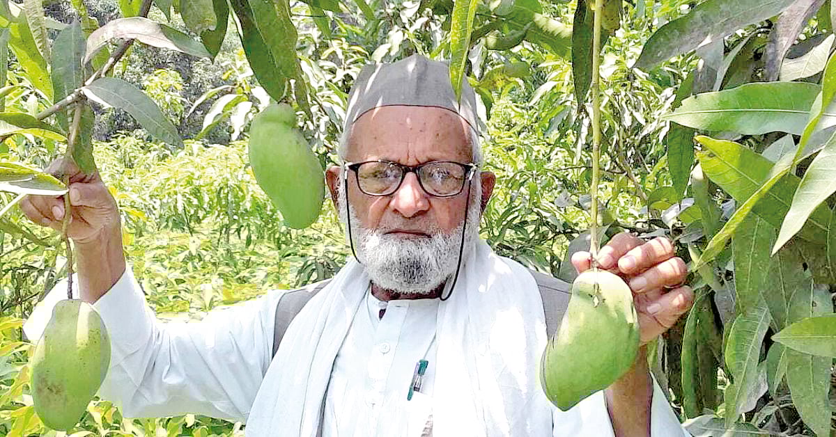 ஒரே மரத்தில் 350 இன  மாங்காய்கள்..