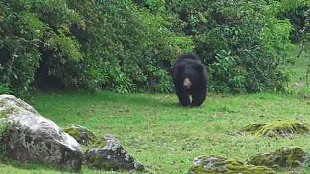 கரடி தாக்கியதில் தொழிலாளி காயம்