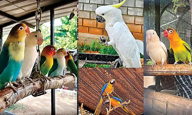 பறவைகள் பலவிதம்; விலங்குகள் விநோதம்..!