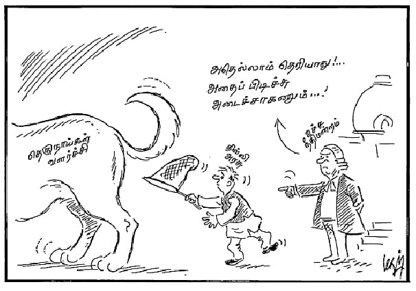 தெரு நாய்கள் வளர்ச்சி ! 