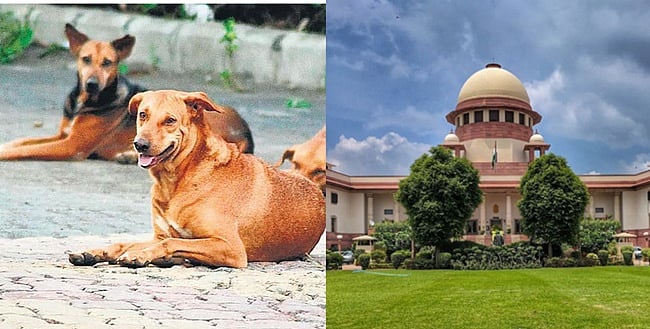 தெரு நாய்களைக் காப்பகங்களில் அடைக்கத் தேவையில்லை! உச்ச நீதிமன்ற தீா்ப்பின் முக்கிய அம்சங்கள்!