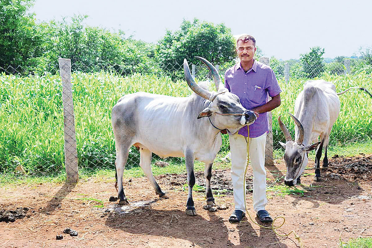 பசு நேசன்...