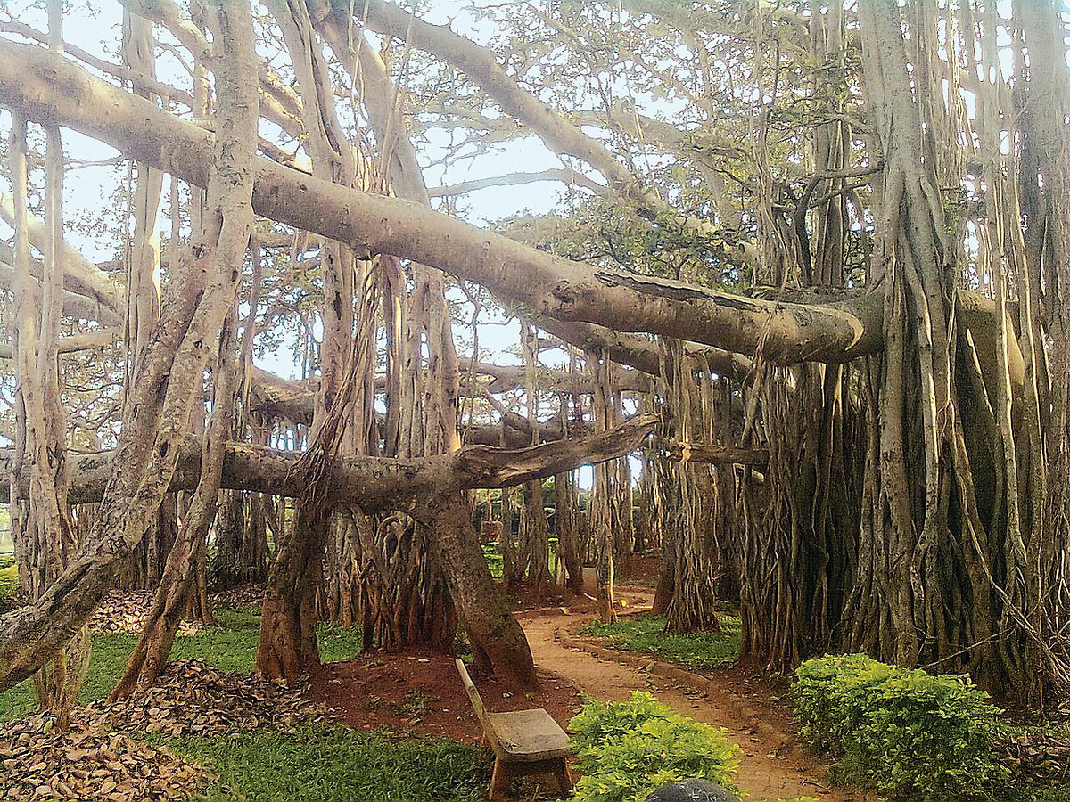 அற்புதங்கள் நிகழ்த்தும் ஆலமரம்...