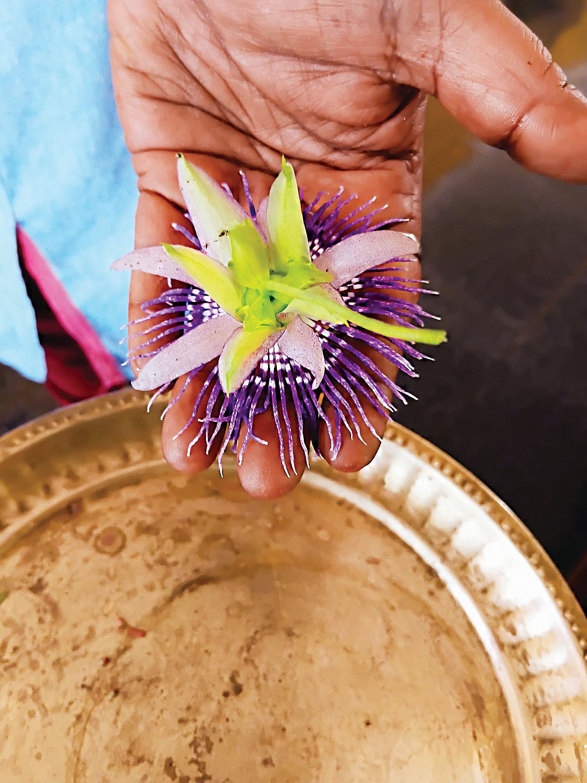 விழா நாள்களில் பூக்கும்