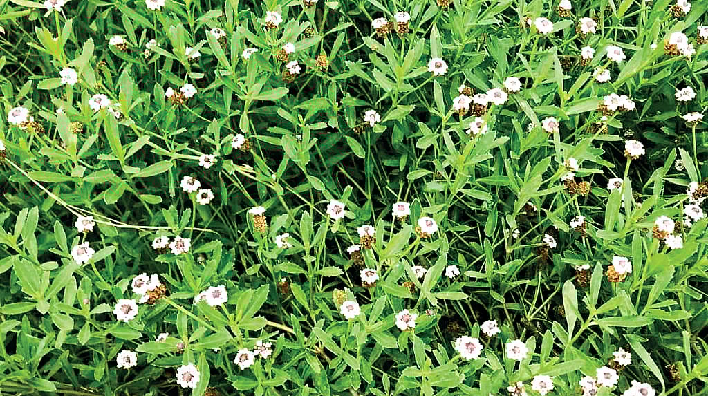 பொடுதலைக் கீரை