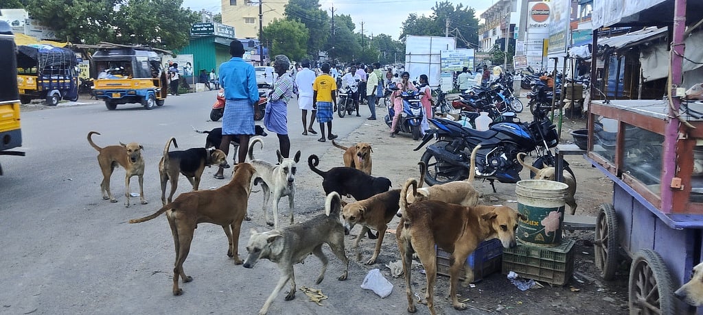 பென்னாகரம் பேருந்து நிலையத்தில் நாய்களைக் கட்டுப்படுத்த வலியுறுத்தல்