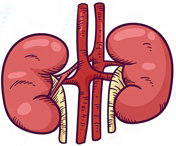 ஆயுள் காக்கும் ஆயுர்வேதம்: சிறுநீரகச் செயல்திறனை வலுவூட்ட வழி என்ன? 