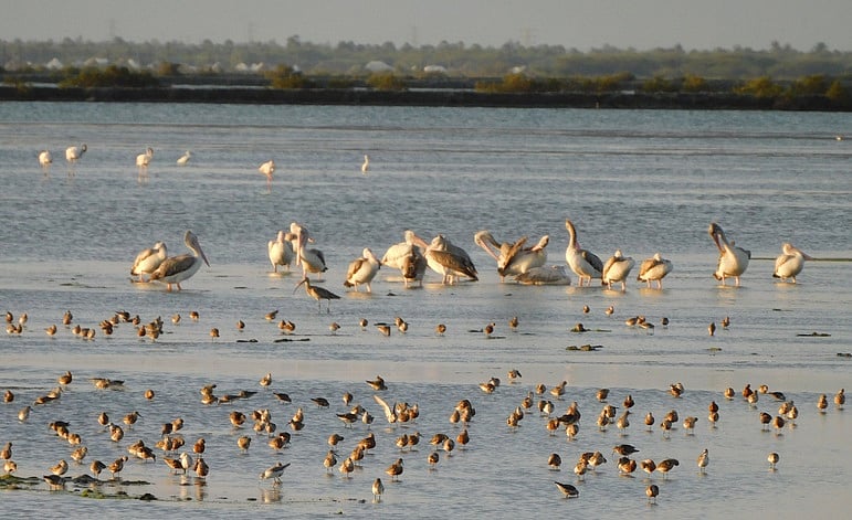 தமிழகத்தில் ஒருங்கிணைந்த நிலப்பறவைகள் கணக்கெடுப்பு : இன்று தொடக்கம்