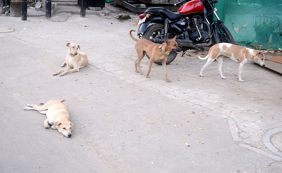 நாய்கடியால் மட்டுமின்றி சாலைகளில் திரியும் விலங்குகளாலும் உயிரிழப்புகள் -உச்சநீதிமன்றம்