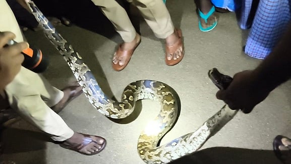 வண்ணாா்பேட்டை அருகே மலைப்பாம்பு மீட்பு