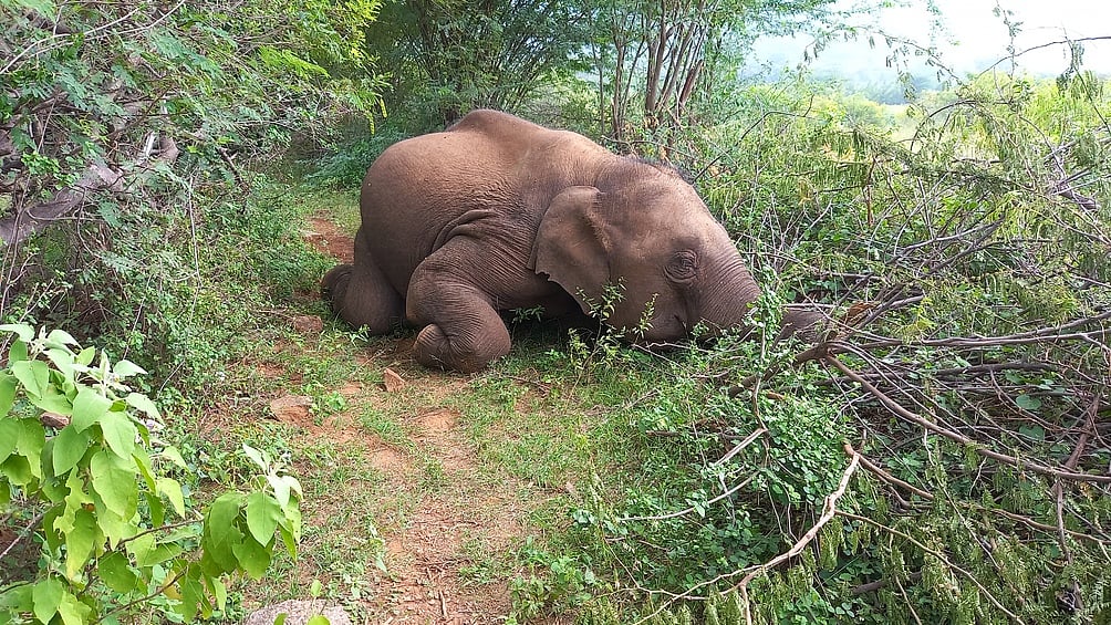 வன விலங்குகளின் வாழ்விட உரிமை !