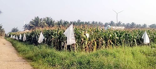 மறைமுக ஏலம்: மக்காச்சோள 
விவசாயிகளுக்கு அழைப்பு