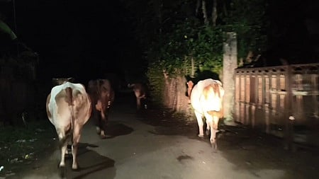 சாலைகளில் திரியும் மாடுகளை பிடிக்க வலியுறுத்தல்!