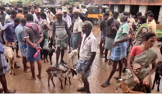 மேலப்பாளையம் சந்தையில் ரூ.2.52 கோடிக்கு ஆடுகள் விற்பனை!