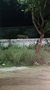 பண்ணாரி அம்மன் கோயில் 
சுற்றுச்சுவா் மீது உலவிய சிறுத்தை