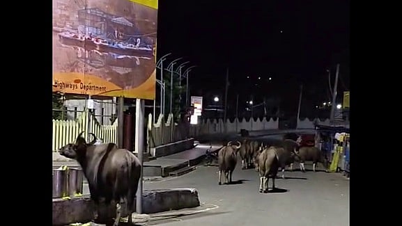 கொடைக்கானல் பகுதிகளில்
வன விலங்குகள் நடமாட்டம் அதிகரிப்பு