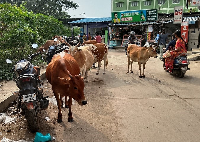 பொன்னேரியில் சாலையில் திரியும் மாடுகளால் வாகன ஓட்டிகள் அவதி