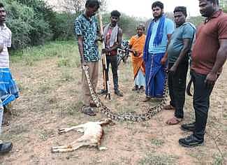தாழையூத்து அருகே ஆட்டுக்குட்டியை விழுங்கிய மலைப்பாம்பு