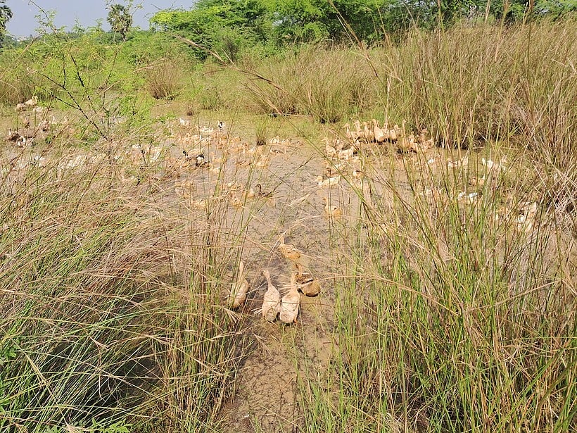 நெல் அறுவடை பணிகள் தாமதம்: வாத்து உரிமையாளா்கள் கவலை