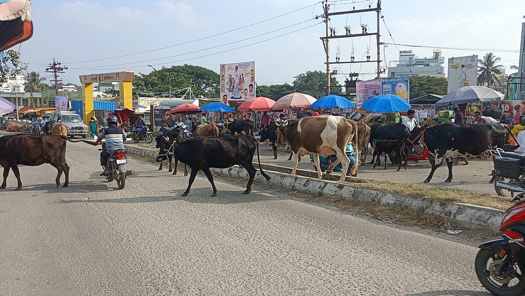 ஒசூரில் சாலைகளில் சுற்றித் திரியும் மாடுகள்: வாகன ஓட்டிகள் கோரிக்கை