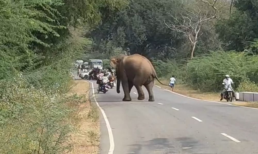 ஒகேனக்கல் வனப்பகுதியில் வாகன ஓட்டிகளை அச்சுறுத்தும் ஒற்றை யானை!