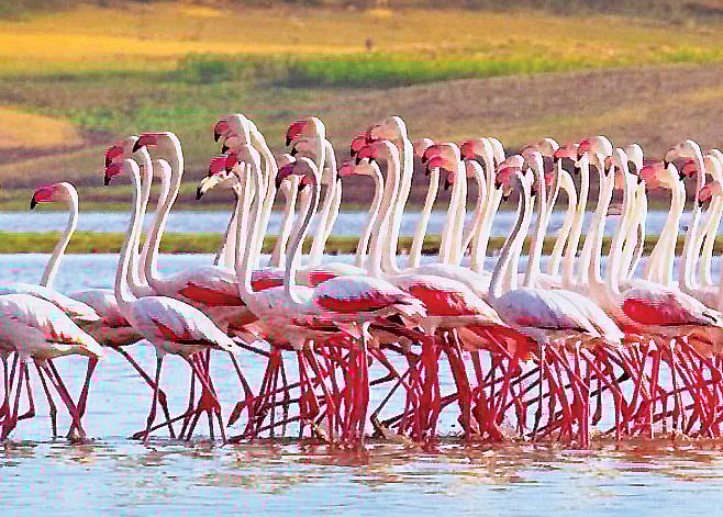 பெரிய்...ய பூங்கா...