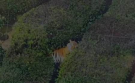 அத்திக்குன்னா பகுதியில் புலி நடமாட்டம்!