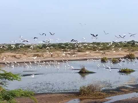 திருப்பாலைக்குடியில் குவியும் வெளிநாட்டுப் பறவைகள்